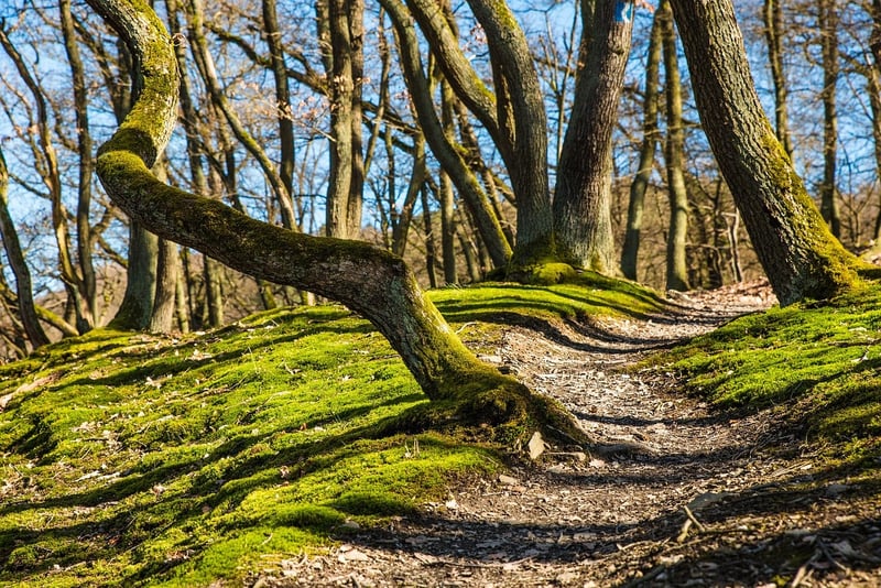 Forest Path Walking Meditation